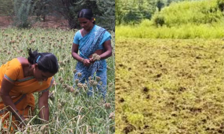 बंजर ज़मीन पर उगाई चावल की फसल, बनी मिसाल