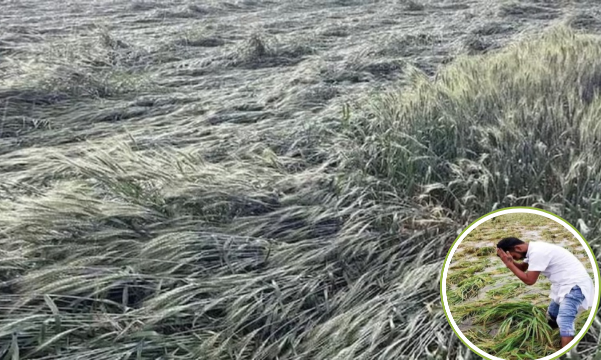 बारिश में फसल बचाने की जद्दोजहद करता रहा किसान, वायरल वीडियो ने केंद्रीय मंत्री को किया भावुक