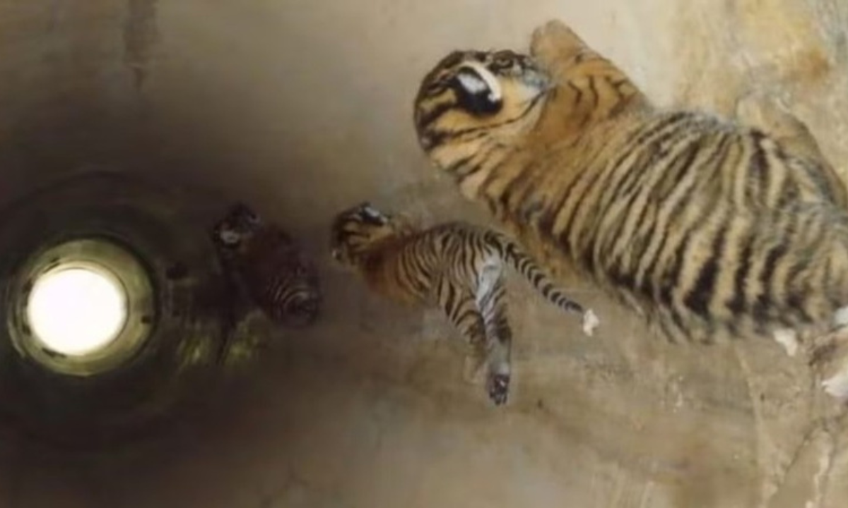 रणथंभौर में टाइगर के साथ खेलते दिखे इंसान, पाइप के अंदर घुसकर शावकों को सहलाने का वीडियो वायरल