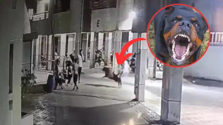 रोटवीलर कुत्ते के हमले से 4 महीने की बच्ची की मौत, अहमदाबाद की दिल दहला देने वाली घटना का वीडियो वायरल