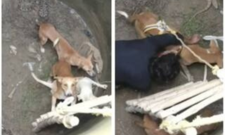 सांपों से भरे कुएं में गिर गए तीन कुत्ते, फिर जो हुआ वो इंसानियत की मिसाल बन गया देखें वीडियो