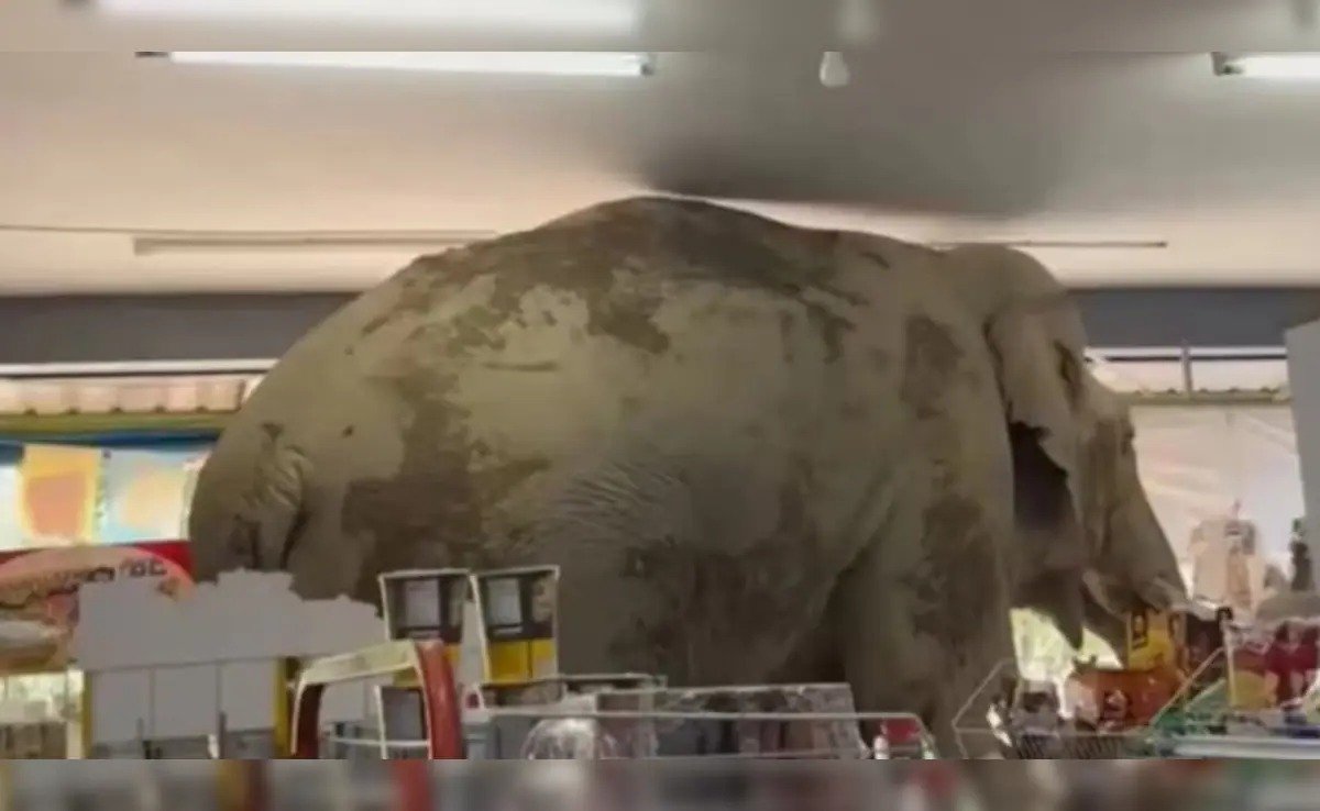 थाईलैंड में भूखे हाथी ने सुपरमार्केट में मारी एंट्री, सूंड से की शॉपिंग वीडियो हुआ वायरल