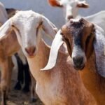 बकरीद से पहले पाकिस्तान में अहमदिया समुदाय को लेकर बढ़ा विवाद, मानवाधिकार उल्लंघन के गंभीर आरोप