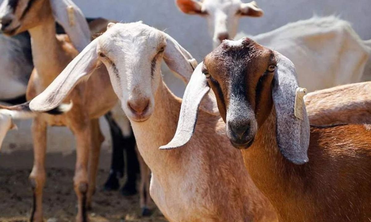 बकरीद से पहले पाकिस्तान में अहमदिया समुदाय को लेकर बढ़ा विवाद, मानवाधिकार उल्लंघन के गंभीर आरोप