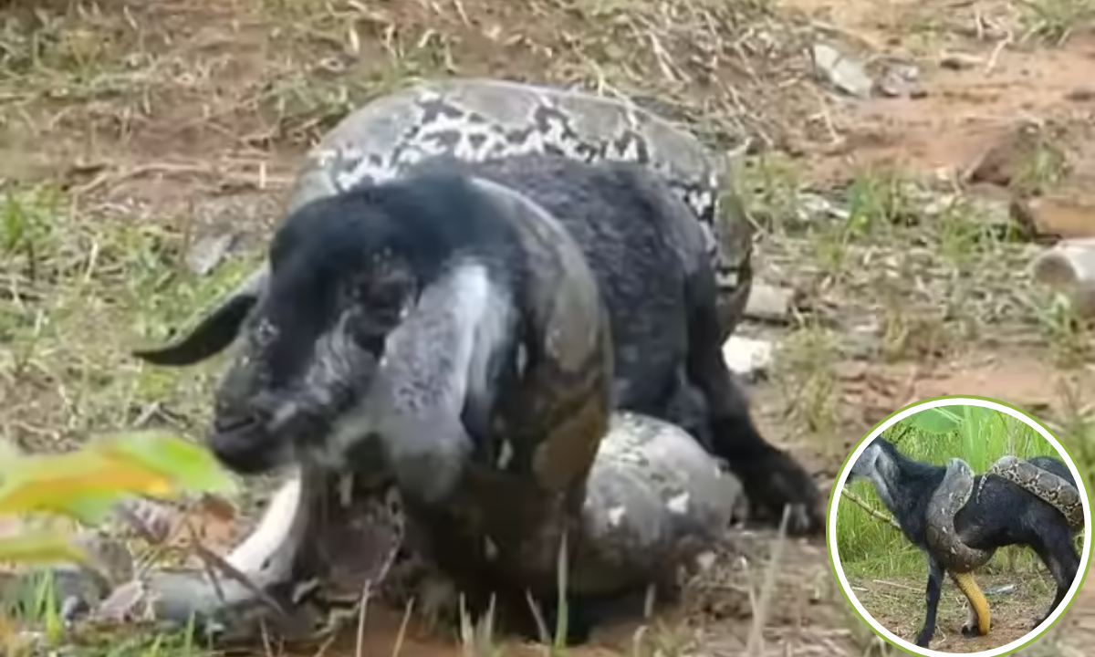 बड़ी बकरी निगल फंसा अजगर, फिर उगला देखें वीडियो