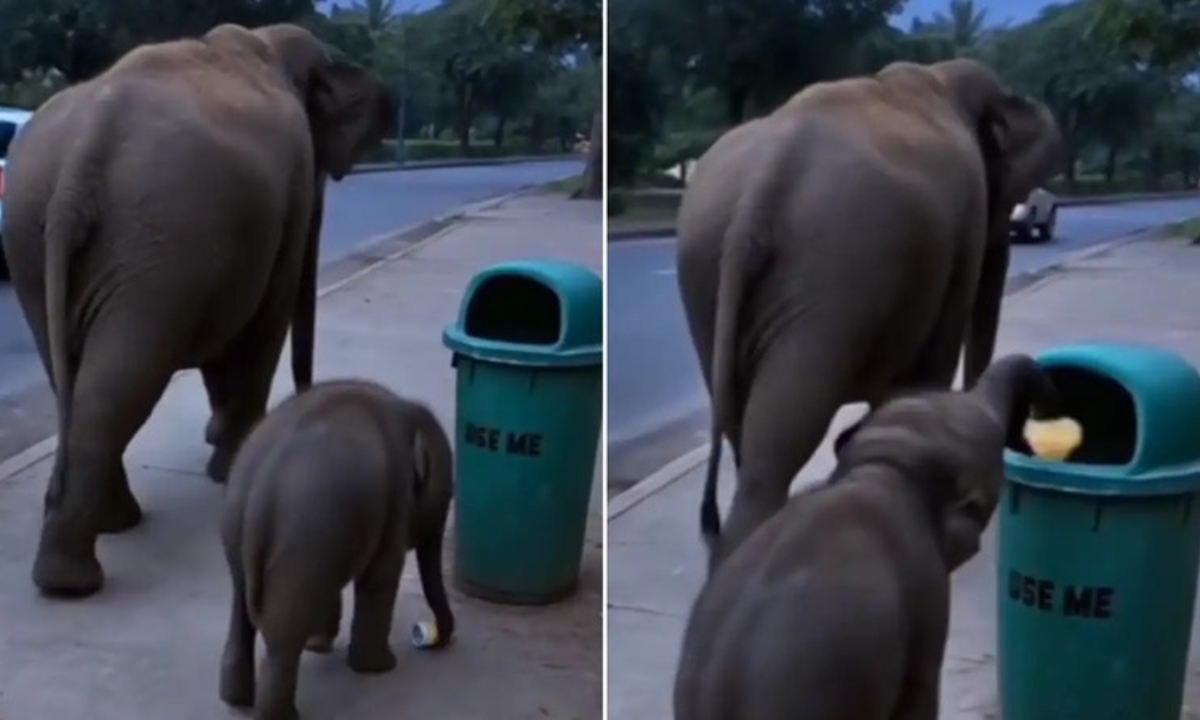 हाथी के बच्चे ने सड़क से उठाया कचरा, डस्टबिन में डाला वीडियो देख लोग बोले इंसानों से ज्यादा समझदार है ये गजराज