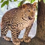 बिजनौर में तेंदुए का हमला, दो साल के बच्चे की मौत से गांव में आक्रोश और सड़क जाम