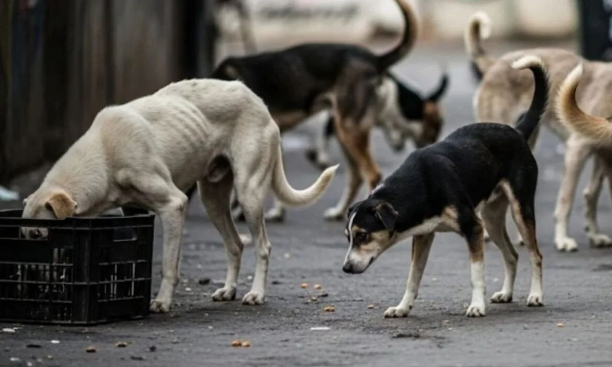 सुप्रीम कोर्ट का आवारा कुत्तों पर नया आदेश: नसबंदी, टीकाकरण और फीडिंग जोन