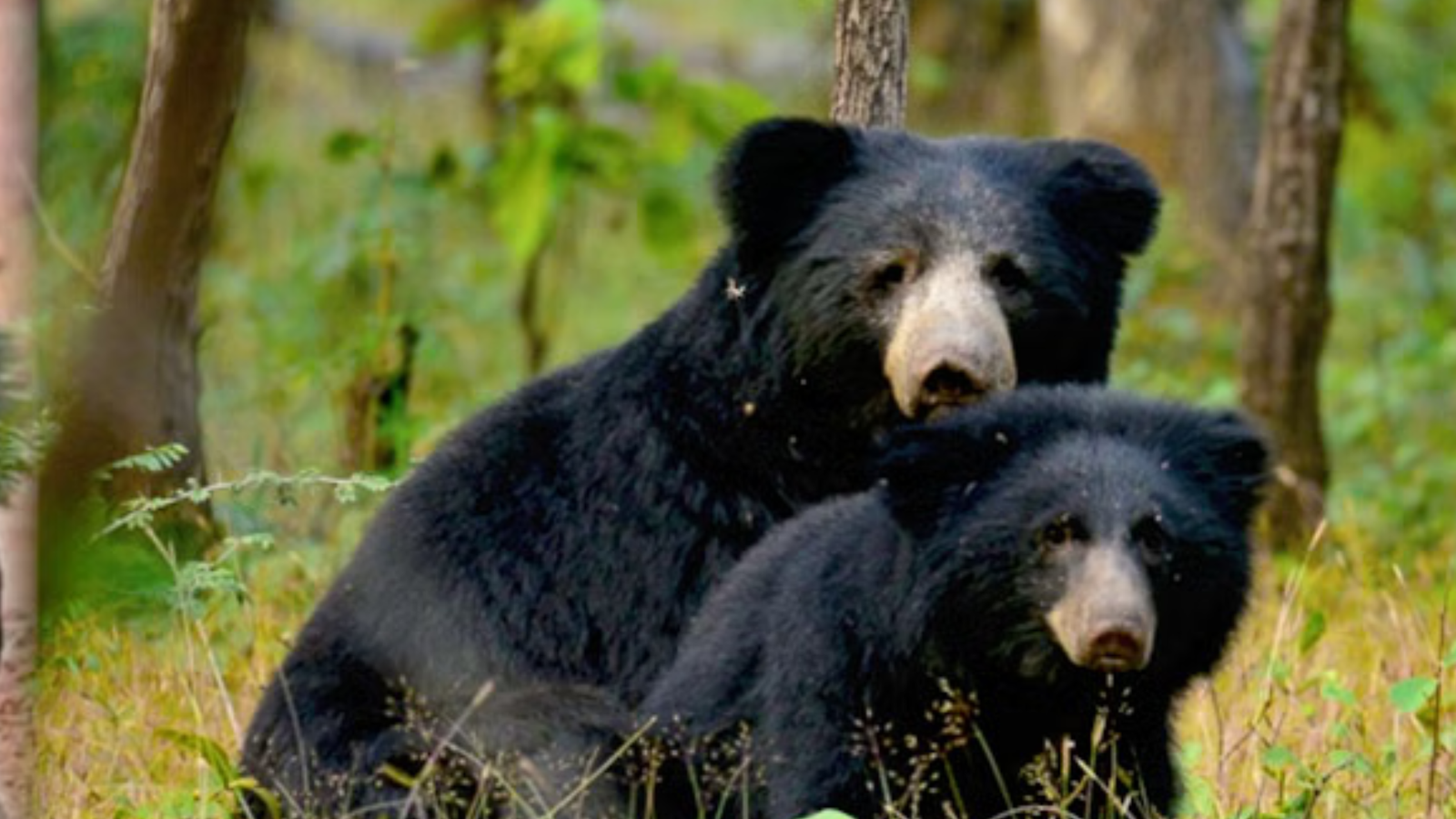 छत्तीसगढ़ युवक ने भालू को पानी पिलाया, सोशल मीडिया रील में खतरे को आमंत्रण