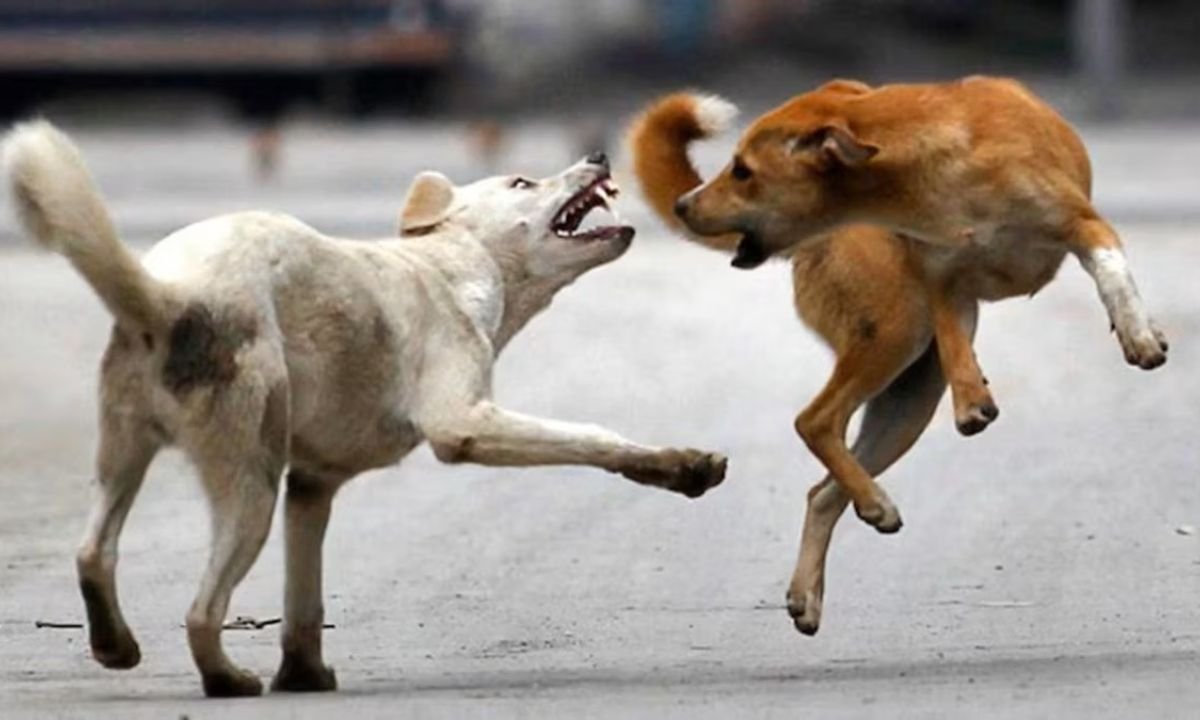 website.............new  - 2025-09-17T130349.811