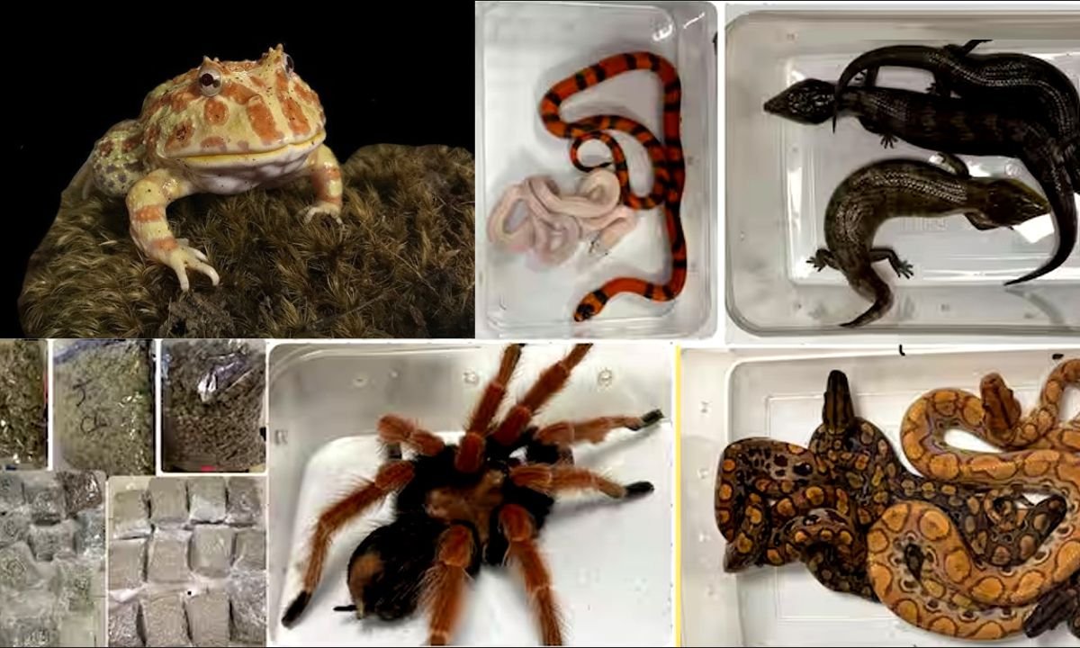 मुंबई एयरपोर्ट पर पकड़े गए अवैध विदेशी जीव और कस्टम की कार्रवाई