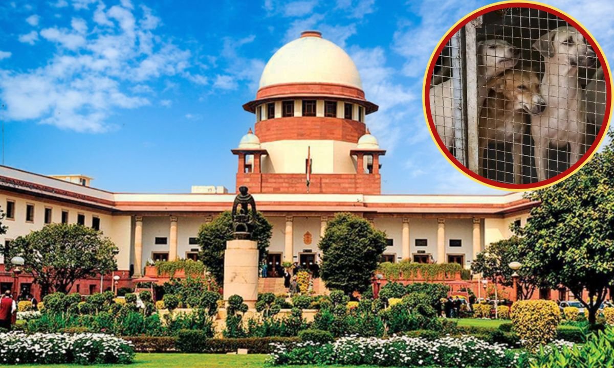 आवारा कुत्तों का आतंक खत्म: सुप्रीम कोर्ट का 8 हफ्ते में सफाया आदेश!