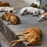 वोट के नाम पर क्रूरता! तेलंगाना में 500 आवारा कुत्तों की निर्मम हत्या, लोगों में आक्रोश