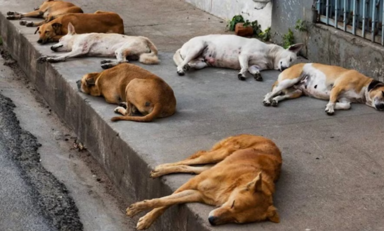 वोट के नाम पर क्रूरता! तेलंगाना में 500 आवारा कुत्तों की निर्मम हत्या, लोगों में आक्रोश