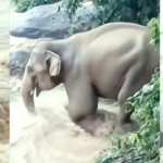 Viral Video