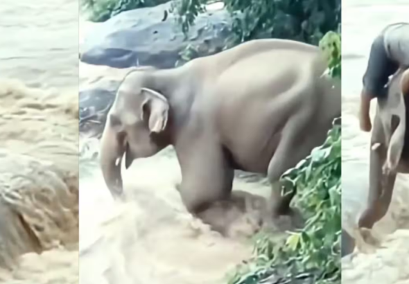 Viral Video