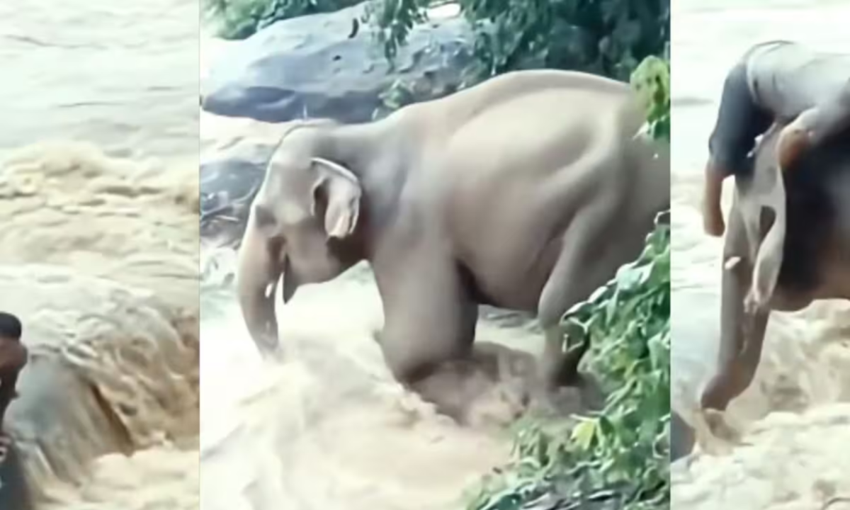 Viral Video